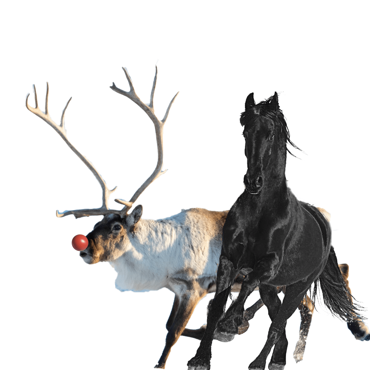 Run, Old Town&nbsp;Rudolph